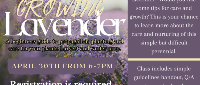 Lavender Growing Program
